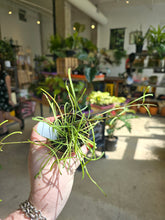 Load image into Gallery viewer, 2&quot; Hoya retusa
