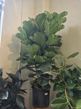 Load image into Gallery viewer, 14&quot; Ficus Lyrata (bush)
