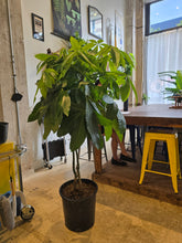 Load image into Gallery viewer, 14&quot; Money Tree
