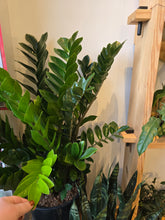 Load image into Gallery viewer, 14&quot; ZZ Plant
