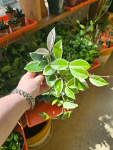 Load image into Gallery viewer, 4&quot; Hoya (asst.)
