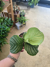 Load image into Gallery viewer, 4&quot; Calathea orbifolia
