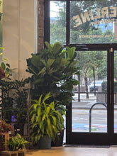 Load image into Gallery viewer, 17&quot; Ficus Lyrata

