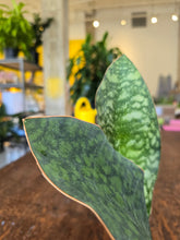 Load image into Gallery viewer, 5&quot; Whale Fin Snake Plant
