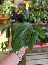 Load image into Gallery viewer, 4" Raphidophora Decursiva
