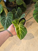 Load image into Gallery viewer, 10&quot; Philodendron Gloriosum
