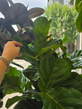 Load image into Gallery viewer, 14&quot; Ficus Lyrata (bush)
