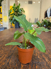 Load image into Gallery viewer, 4&quot; Philodendron Squamiferum
