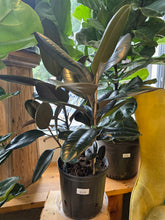 Load image into Gallery viewer, 10&quot; Ficus elastica
