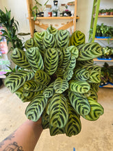 Load image into Gallery viewer, 6" Calathea (asst.)
