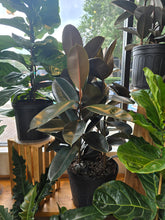 Load image into Gallery viewer, 14&quot; Ficus Elastica
