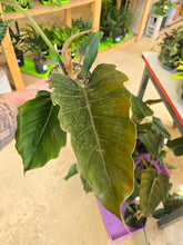 Load image into Gallery viewer, 6&quot; Philodendron Chocolate Empress
