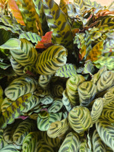 Load image into Gallery viewer, 6" Calathea (asst.)
