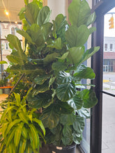 Load image into Gallery viewer, 17&quot; Ficus Lyrata
