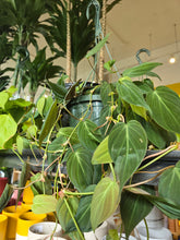 Load image into Gallery viewer, 8&quot; Philodendron Micans HB
