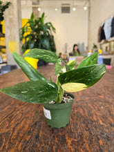 Load image into Gallery viewer, 4&quot; Monstera Standleyana Albo
