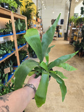 Load image into Gallery viewer, 4&quot; Staghorn Fern
