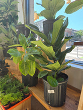 Load image into Gallery viewer, 8&quot; Ficus lyrata
