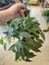 Load image into Gallery viewer, 8" Cebu Blue Pothos HB
