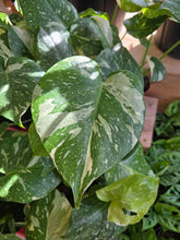 Load image into Gallery viewer, 4" Monstera 'Thai Constellation'
