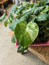 Load image into Gallery viewer, 2&quot; Monstera &#39;Thai Constellation&#39;
