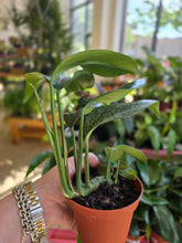 Load image into Gallery viewer, 4" Raphidophora Decursiva
