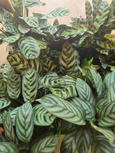 Load image into Gallery viewer, 6&quot; Calathea (asst.)
