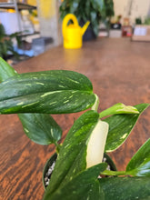Load image into Gallery viewer, 4&quot; Monstera Standleyana Albo

