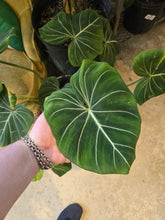Load image into Gallery viewer, 10&quot; Philodendron Gloriosum
