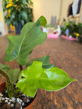 Load image into Gallery viewer, 4&quot; Philodendron Squamiferum
