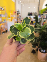 Load image into Gallery viewer, 4&quot; Peperomia (asst.)
