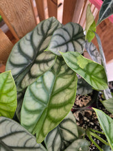 Load image into Gallery viewer, 4&quot; Alocasia Silver Dragon
