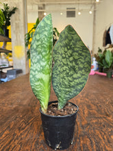 Load image into Gallery viewer, 5&quot; Whale Fin Snake Plant

