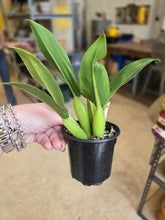 Load image into Gallery viewer, 4" Philodendron Fat Boy
