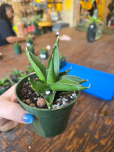 Load image into Gallery viewer, 4" Samurai Snake Plant

