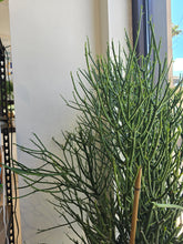 Load image into Gallery viewer, 10&quot; Pencil Cactus
