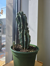 Load image into Gallery viewer, 8&quot; Cereus Monstrosus
