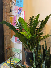 Load image into Gallery viewer, 14&quot; ZZ Plant
