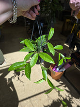 Load image into Gallery viewer, 4&quot; Hoya pubicalyx HB
