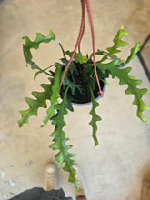 Load image into Gallery viewer, 6" Ric Rac Cactus

