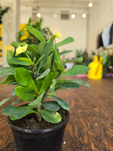 Load image into Gallery viewer, 5&quot; Crown of Thorns
