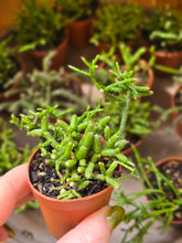 Load image into Gallery viewer, 2" Rhipsalis
