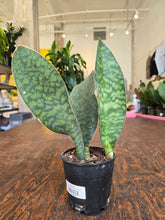 Load image into Gallery viewer, 5&quot; Whale Fin Snake Plant
