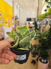 Load image into Gallery viewer, 4&quot; Peperomia (asst.)
