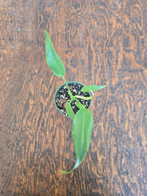 Load image into Gallery viewer, 4&quot; Monstera Burle Marx Flame
