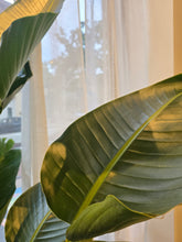 Load image into Gallery viewer, 17&quot; Bird of Paradise

