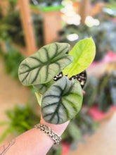 Load image into Gallery viewer, 4&quot; Alocasia Silver Dragon
