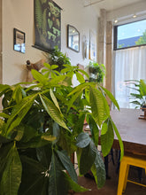 Load image into Gallery viewer, 14&quot; Money Tree
