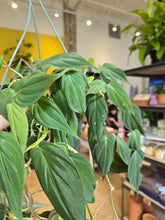 Load image into Gallery viewer, 8&quot; Philodendron Micans HB
