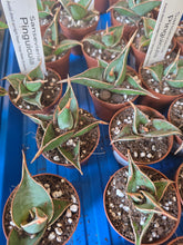 Load image into Gallery viewer, 2&quot; Pinguicula Snake Plant
